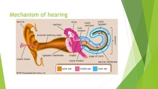 Mechanism of hearing
 