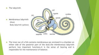  The labyrinth
 Membranous labyrinth
(blue)
Body labyrinth (yellow)
 The inner ear of a fish contains membranous sac enclosed in a chamber on
either side of the posterior part of the skull.the membranous labyrinth
perform two important functions.it is the sense of hearing and is
responsible for the maintenance of balance.
 