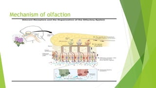 Mechanism of olfaction
 