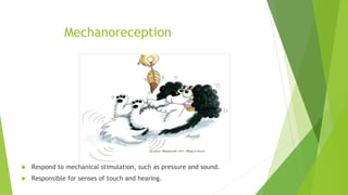 Mechanoreception
 Respond to mechanical stimulation, such as pressure and sound.
 Responsible for senses of touch and hearing.
 