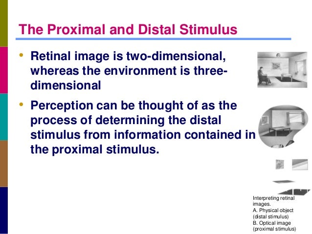 Proximal Stimulus Definition Proximal Stimulus Definition