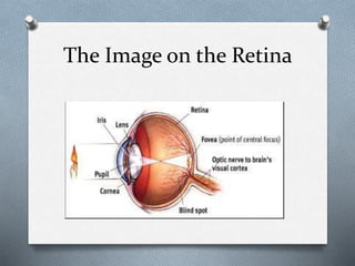 The Image on the Retina
 