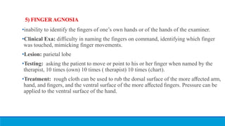 5) FINGER AGNOSIA
•inability to identify the ﬁngers of one’s own hands or of the hands of the examiner.
•Clinical Exa: difficulty in naming the fingers on command, identifying which finger
was touched, mimicking finger movements.
•Lesion: parietal lobe
•Testing: asking the patient to move or point to his or her ﬁnger when named by the
therapist, 10 times (own) 10 times ( therapist) 10 times (chart).
•Treatment: rough cloth can be used to rub the dorsal surface of the more aﬀected arm,
hand, and ﬁngers, and the ventral surface of the more aﬀected ﬁngers. Pressure can be
applied to the ventral surface of the hand.
 