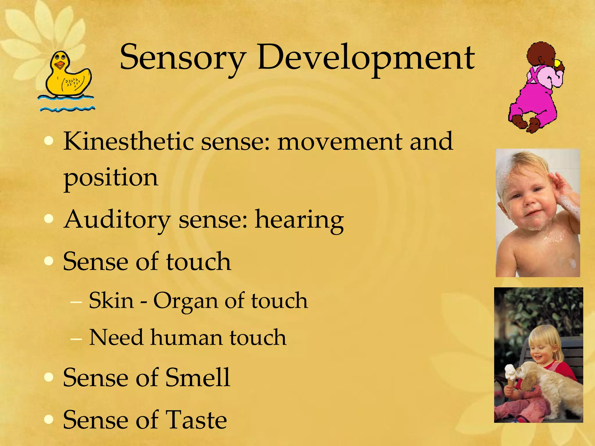 Sensory Development Kinesthetic sense: movement and position Auditory sense: hearing Sense of touch  Skin - Organ of touch  Need human touch Sense of Smell Sense of Taste 