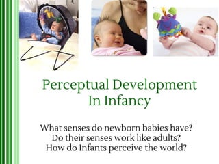 Perceptual Development
In Infancy
What senses do newborn babies have?
Do their senses work like adults?
How do Infants perceive the world?
 