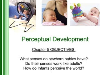 Perceptual Development
Chapter 5 OBJECTIVES:
What senses do newborn babies have?
Do their senses work like adults?
How do Infants perceive the world?
 