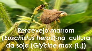 Percevejo marrom
(Euschistus heros) na cultura
da soja (Glycine max (L.))
 