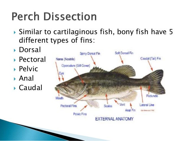 Perch External Anatomy