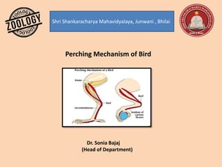 Shri Shankaracharya Mahavidyalaya, Junwani , Bhilai
Perching Mechanism of Bird
Dr. Sonia Bajaj
(Head of Department)
 
