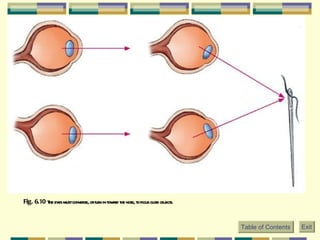 Fig. 6.10  The eyes must converge, or turn in toward the nose, to focus close objects.   Table of Contents Exit 