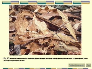 Fig. 6.5  A challenging example of perceptual organization. Once the camouflaged insect (known as a giant walkingstick) becomes visible, it is almost impossible to view the picture again without seeing the insect. Table of Contents Exit © E.R. Degginger/Animals Animals   