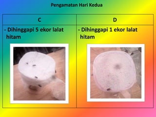 C D
- Dihinggapi 5 ekor lalat
hitam
- Dihinggapi 1 ekor lalat
hitam
Pengamatan Hari Kedua
 