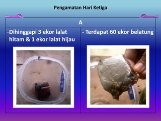 Pengamatan Hari Ketiga
A
-Dihinggapi 3 ekor lalat
hitam & 1 ekor lalat hijau
- Terdapat 60 ekor belatung
 