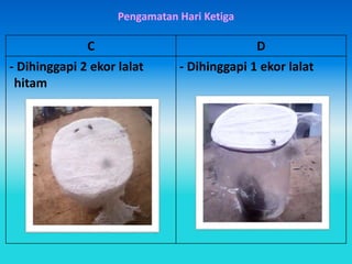 Pengamatan Hari Ketiga
C D
- Dihinggapi 2 ekor lalat
hitam
- Dihinggapi 1 ekor lalat
 