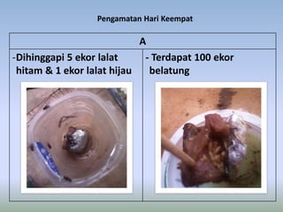 Pengamatan Hari Keempat
A
-Dihinggapi 5 ekor lalat
hitam & 1 ekor lalat hijau
- Terdapat 100 ekor
belatung
 