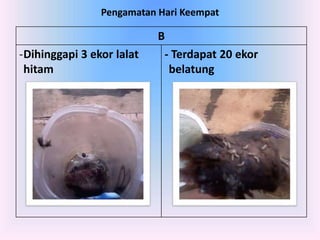 Pengamatan Hari Keempat
B
-Dihinggapi 3 ekor lalat
hitam
- Terdapat 20 ekor
belatung
 