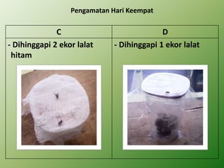 Pengamatan Hari Keempat
C D
- Dihinggapi 2 ekor lalat
hitam
- Dihinggapi 1 ekor lalat
 
