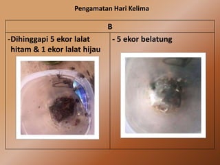 Pengamatan Hari Kelima
B
-Dihinggapi 5 ekor lalat
hitam & 1 ekor lalat hijau
- 5 ekor belatung
 