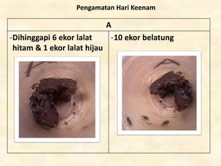Pengamatan Hari Keenam
A
-Dihinggapi 6 ekor lalat
hitam & 1 ekor lalat hijau
-10 ekor belatung
 