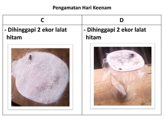 Pengamatan Hari Keenam
C D
- Dihinggapi 2 ekor lalat
hitam
- Dihinggapi 2 ekor lalat
hitam
 