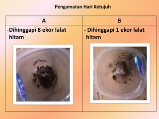 Pengamatan Hari Ketujuh
A B
-Dihinggapi 8 ekor lalat
hitam
- Dihinggapi 1 ekor lalat
hitam
 