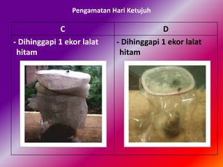 Pengamatan Hari Ketujuh
C D
- Dihinggapi 1 ekor lalat
hitam
- Dihinggapi 1 ekor lalat
hitam
 