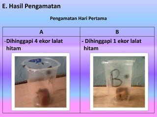 E. Hasil Pengamatan
A B
-Dihinggapi 4 ekor lalat
hitam
- Dihinggapi 1 ekor lalat
hitam
Pengamatan Hari Pertama
 