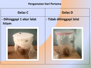 Pengamatan Hari Pertama
Gelas C Gelas D
- Dihinggapi 1 ekor lalat
hitam
- Tidak dihinggapi lalat
 
