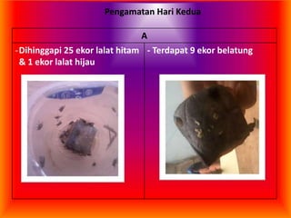 Pengamatan Hari Kedua
A
-Dihinggapi 25 ekor lalat hitam
& 1 ekor lalat hijau
- Terdapat 9 ekor belatung
 