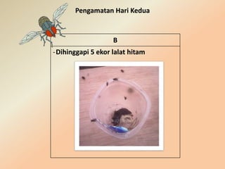 Pengamatan Hari Kedua
B
-Dihinggapi 5 ekor lalat hitam
 