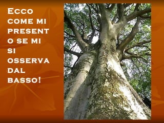 Ecco come mi presento se mi si osserva dal basso! 
