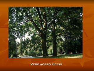 Vero acero riccio 