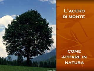 L’acero di monte  come appare in natura 