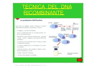 TECNICA  DEL  DNA  RICOMBINANTE  Titolo:  tecnica  del  DNA  ricombinante (12  di  13)  