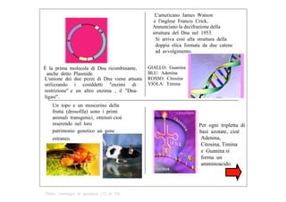 L'americano  James  Watson  e  l'inglese  Francis  Crick,  Annunciano la decifrazione della  struttura  del  Dna  nel  1953.  Si  arriva  così  alla  struttura  della doppia  elica  formata  da  due  catene ad  avvolgimento.  È  la  prima  molecola  di  Dna  ricombinante,  GIALLO:  Guanina  anche  detto  Plasmide.  BLU:  Adenina  L'unione  dei  due  pezzi  di  Dna  viene  attuata  ROSSO:  Citosina  VIOLA:  Timina  utilizzando  i  cosiddetti  "enzimi  di  restrizione" e  un  altro  enzima  ,  il  "Dna­ligasi".  Un  topo  e  un  moscerino  della frutta  (drosofila)  sono  i  primi animali  transgenici,  ottenuti cioè  inserendo  nel  loro  Per  ogni  tripletta  di  patrimonio  genetico  un  gene  basi  azotate,  cioè  estraneo.  Adenina,  Citosina, Timina  e  Guanina si  forma  un  amminoacido.  Titolo:  immagini  di  genetica  (13  di  13)  