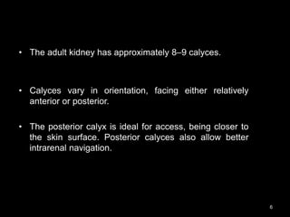 • The adult kidney has approximately 8–9 calyces.
• Calyces vary in orientation, facing either relatively
anterior or posterior.
• The posterior calyx is ideal for access, being closer to
the skin surface. Posterior calyces also allow better
intrarenal navigation.
6
 