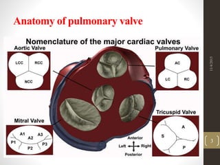 Anatomy of pulmonary valve
11/4/2015
3
 