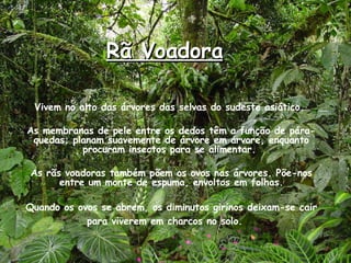 Rã Voadora Vivem no alto das árvores das selvas do sudeste asiático.  As membranas de pele entre os dedos têm a função de pára-quedas; planam suavemente de árvore em árvore, enquanto procuram insectos para se alimentar.  As rãs voadoras também põem os ovos nas árvores. Põe-nos entre um monte de espuma, envoltos em folhas. Quando os ovos se abrem, os diminutos girinos deixam-se cair para viverem em charcos no solo.   