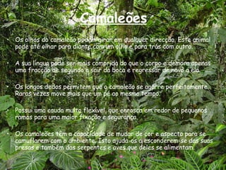 Camaleões Os olhos do camaleão podem girar em qualquer direcção. Este animal pode até olhar para diante com um olho e para trás com outro. A sua língua pode ser mais comprida do que o corpo e demora apenas uma fracção de segundo a sair da boca e regressar de novo a ela. Os longos dedos permitem que o camaleão se agarre perfeitamente. Raras vezes move mais que um pé ao mesmo tempo. Possui uma cauda muito flexível, que enrosca em redor de pequenos ramos para uma maior fixação e segurança. Os camaleões têm a capacidade de mudar de cor e aspecto para se camuflarem com o ambiente. Isto ajuda-os a esconderem-se das suas presas e também das serpentes e aves que deles se alimentam.  