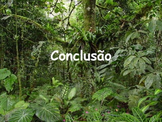 Conclusão 