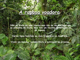 A raposa voadora Não se trata de uma raposa mas sim de um morcego que se alimenta de fruta, mas tem um focinho semelhante ao da raposa.  Vários tipos habitam na Ásia tropical e na Austrália.  Vivem em bandos, comem fruta e estragam as árvores.  