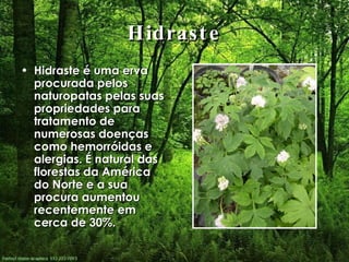 Hidraste Hidraste é uma erva procurada pelos naturopatas pelas suas propriedades para tratamento de numerosas doenças como hemorróidas e alergias. É natural das florestas da América do Norte e a sua procura aumentou recentemente em cerca de 30%. 