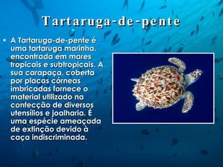 Tartaruga-de-pente A Tartaruga-de-pente é uma tartaruga marinha, encontrada em mares tropicais e subtropicais. A sua carapaça, coberta por placas córneas imbricadas fornece o material utilizado na confecção de diversos utensílios e joalharia. É uma espécie ameaçada de extinção devido à caça indiscriminada. 