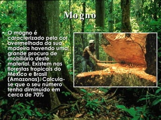 Mogno O mogno é caracterizado pela cor avermelhada da sua madeira havendo uma grande procura de mobiliário deste material. Existem nas florestas tropicais do México e Brasil (Amazonas). Calcula-se que o seu número tenha diminuído em cerca de 70% 
