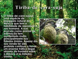 Tiriba-de-cara-suja O Tiriba-de-cara-suja é uma espécie de papagaio natural do México que tem a habilidade de reproduzir a voz humana. A sua procura como animal de estimação tem aumentado muito, principalmente nos Estados Unidos. Apesar da sua venda ter sido proibida continua a haver um enorme tráfico ilegal através da fronteira entre o México e os Estados Unidos. 