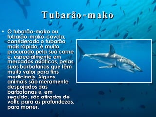 Tubarão-mako O tubarão-mako ou tubarão-mako-cavala, considerado o tubarão mais rápido, é muito procurado pela sua carne e, especialmente em mercados asiáticos, pelas suas barbatanas que têm muito valor para fins medicinais. Alguns animais são meramente despojados das barbatanas e, em seguida, são atirados de volta para as profundezas, para morrer. 
