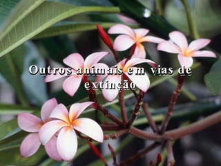 Outros animais em vias de extinção Outros animais em vias de extinção 