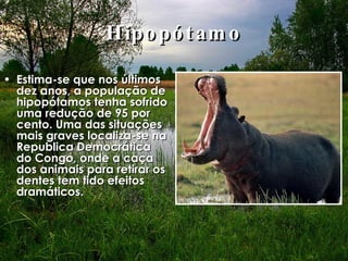 Hipopótamo Estima-se que nos últimos dez anos, a população de hipopótamos tenha sofrido uma redução de 95 por cento. Uma das situações mais graves localiza-se na Republica Democrática do Congo, onde a caça dos animais para retirar os dentes tem tido efeitos dramáticos.  