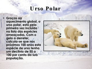 Urso Polar   Graças ao aquecimento global, o urso polar, está pela primeira vez incluída na lista das espécies ameaçadas. Com o gelo a derreter, calcula-se que nos próximos 100 anos esta espécie de urso tenha um declínio de 50 a 100 por cento da sua população.  