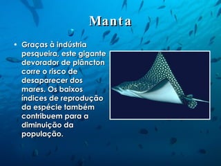 Manta Graças à indústria pesqueira, este gigante devorador de plâncton corre o risco de desaparecer dos mares. Os baixos índices de reprodução da espécie também contribuem para a diminuição da população.  